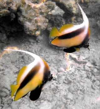 Beautiful Bannerfish at Ras Mohammed. July 2004. Sony P10 by Dave Harding 